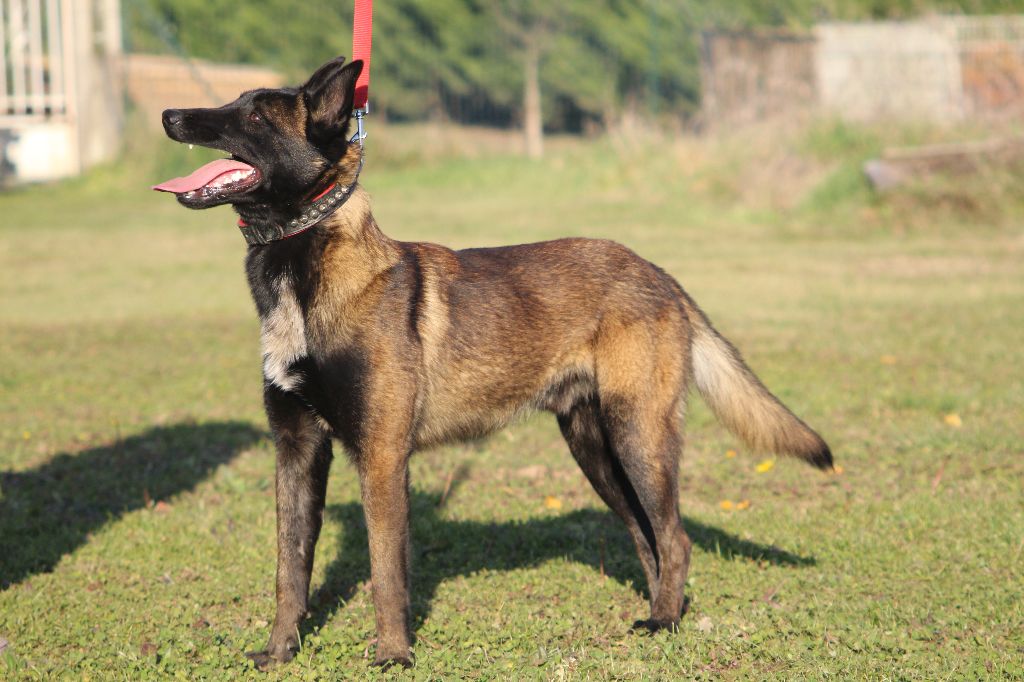 Murphy Du Domaine D'aillam Tenroc